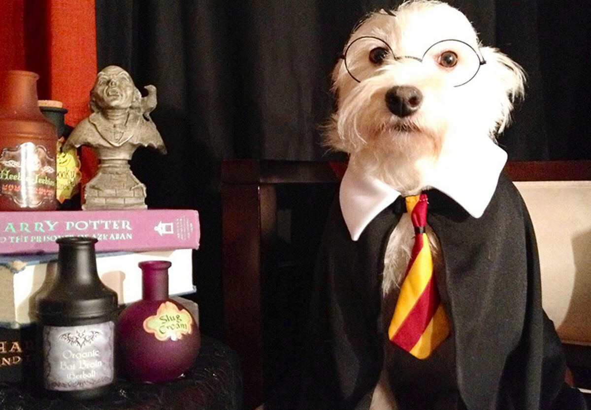 National Dress Up Your Pet Day - January 14, 2026 - National Today pertaining to January 14 2026 National Day